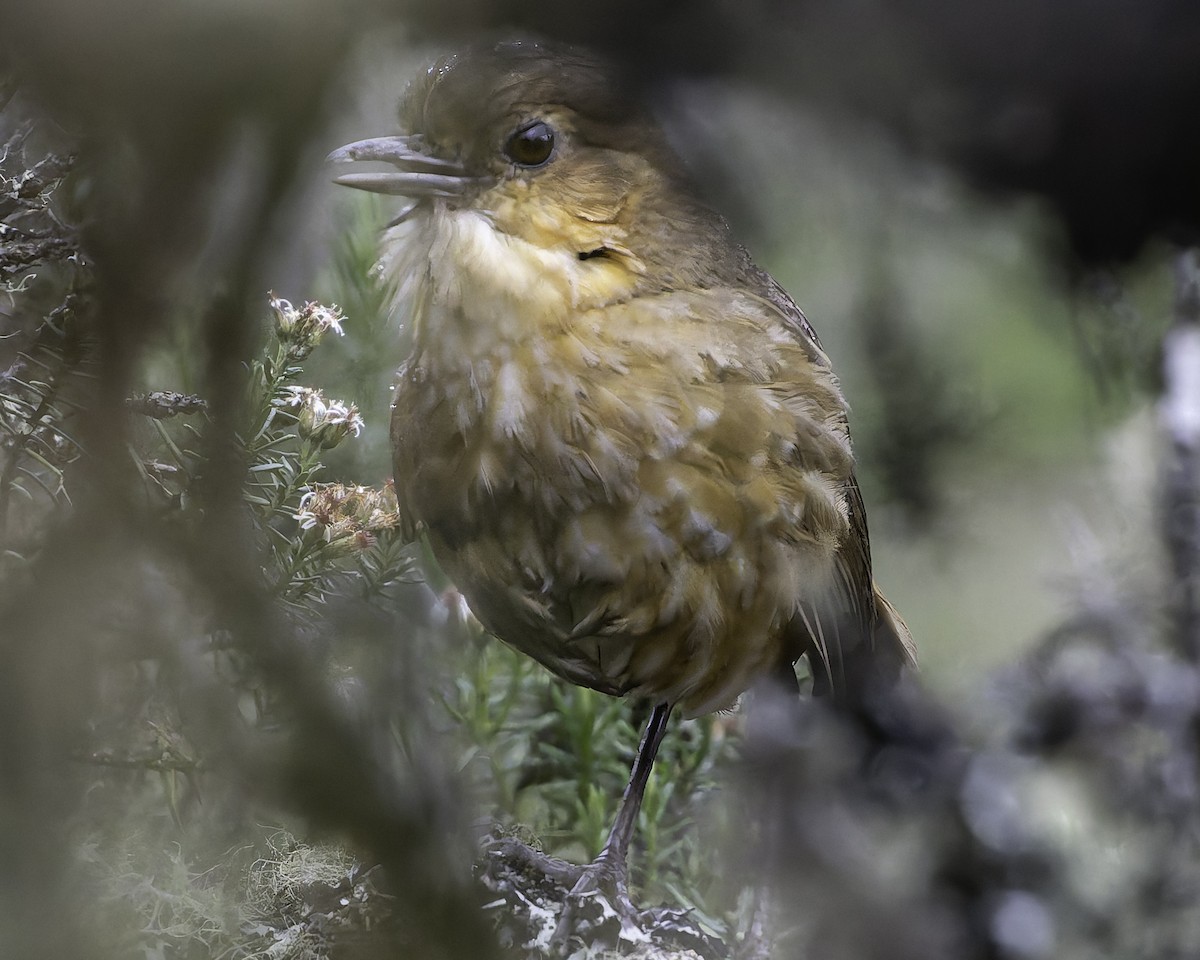 Boyaca Antpitta - ML623473068