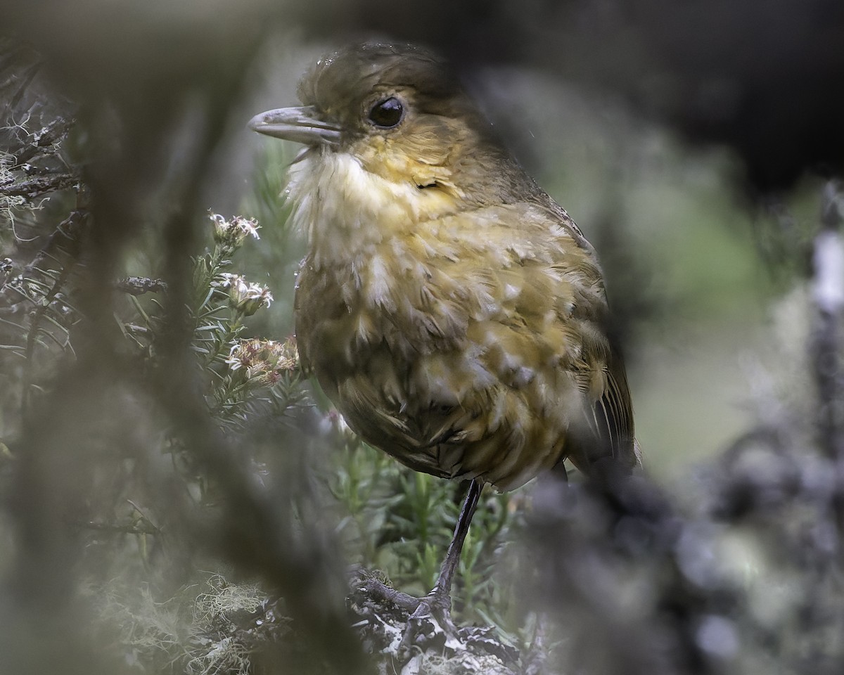 Boyaca Antpitta - ML623473069