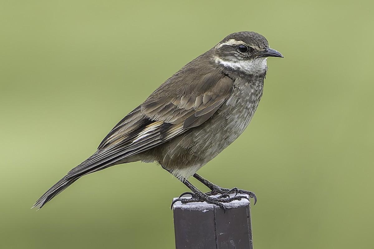 Chestnut-winged Cinclodes - Grant Price