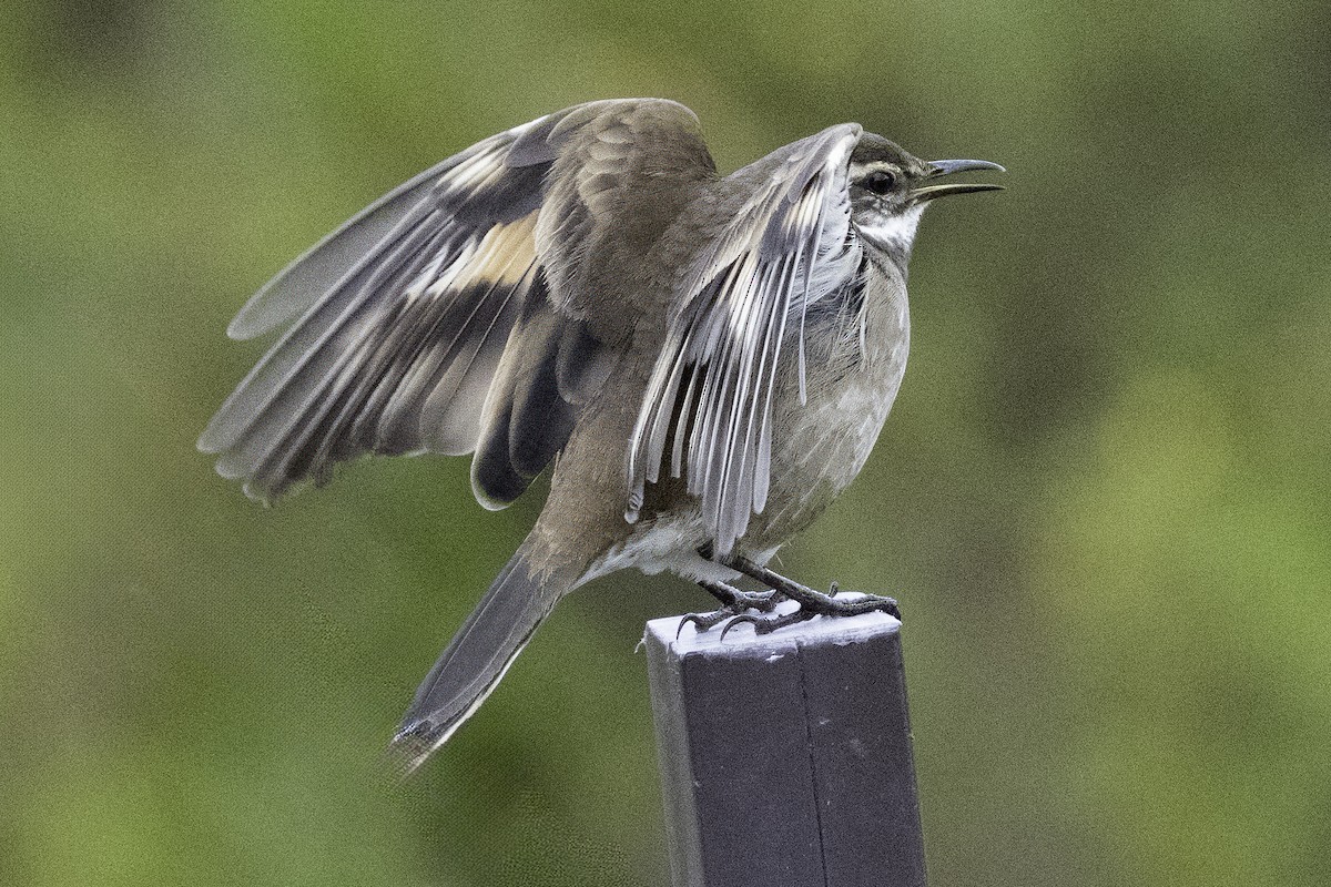 Chestnut-winged Cinclodes - Grant Price