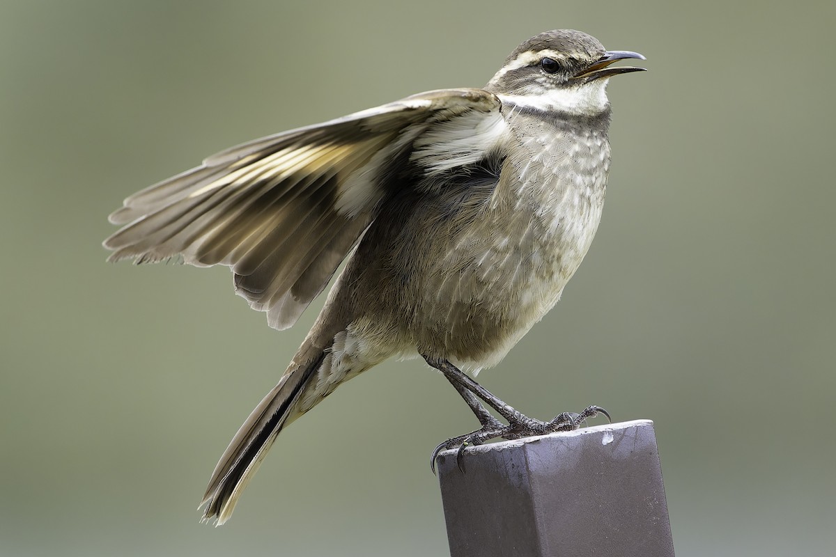 Chestnut-winged Cinclodes - Grant Price