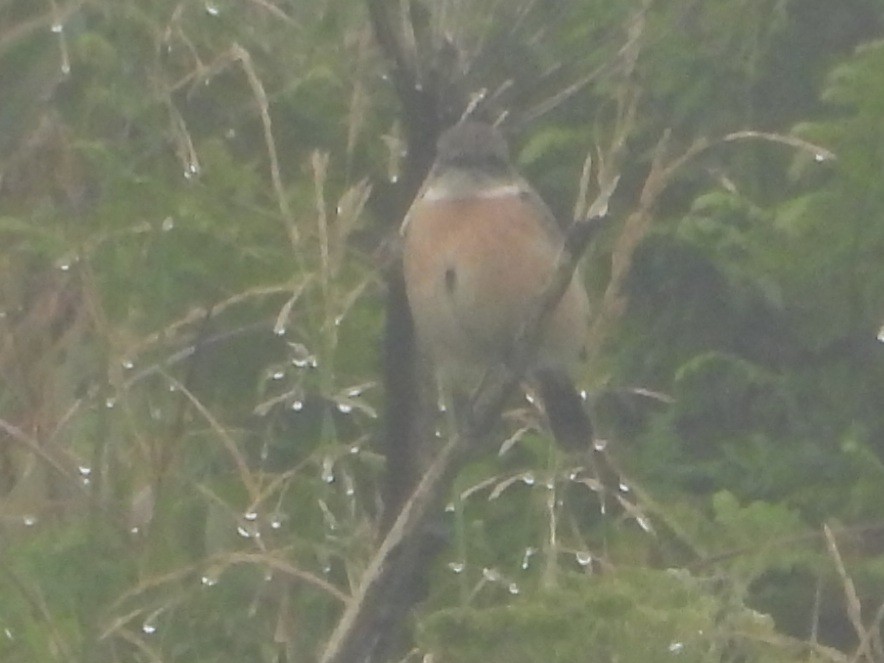 Amur Stonechat - ML623473150