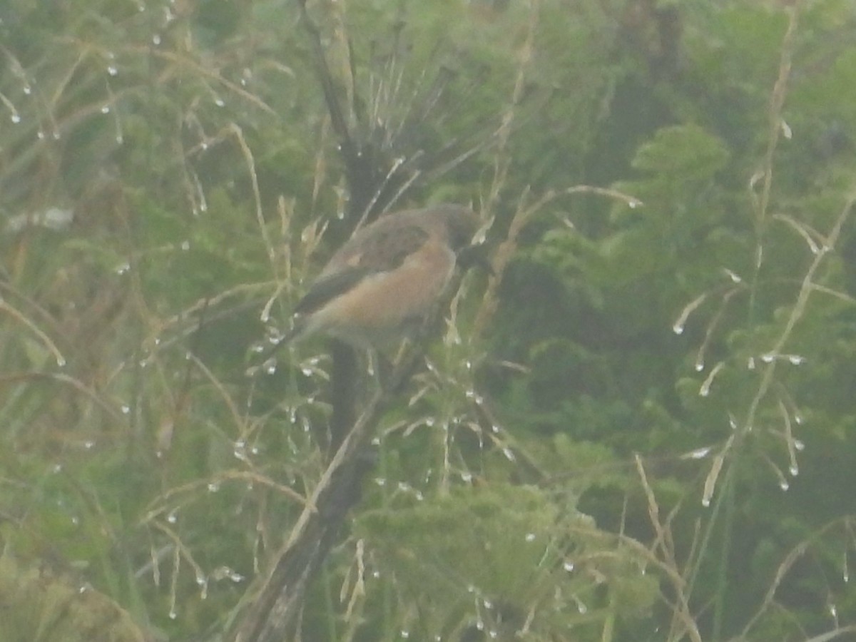 Amur Stonechat - ML623473151