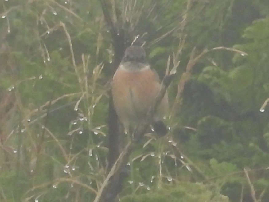 Amur Stonechat - ML623473152