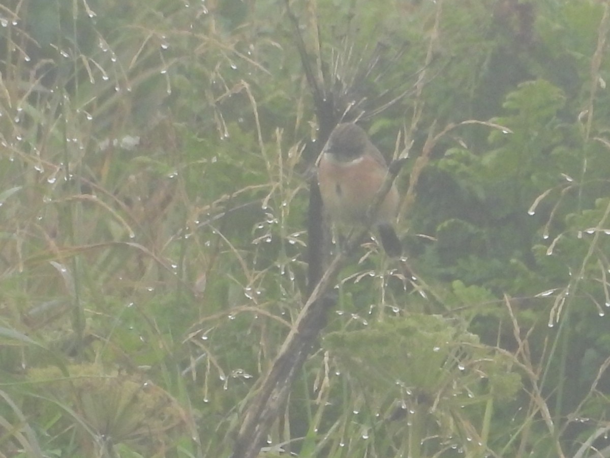 Amur Stonechat - ML623473153