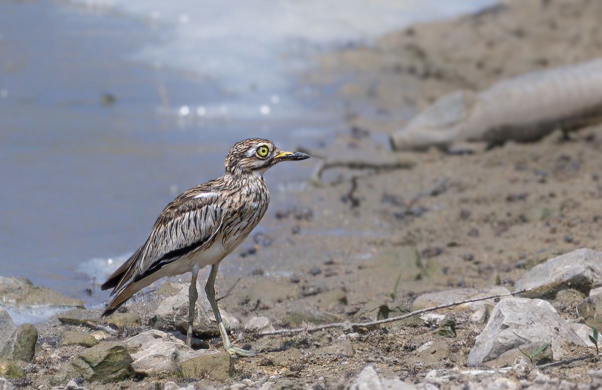 Senegal Thick-knee - ML623473160