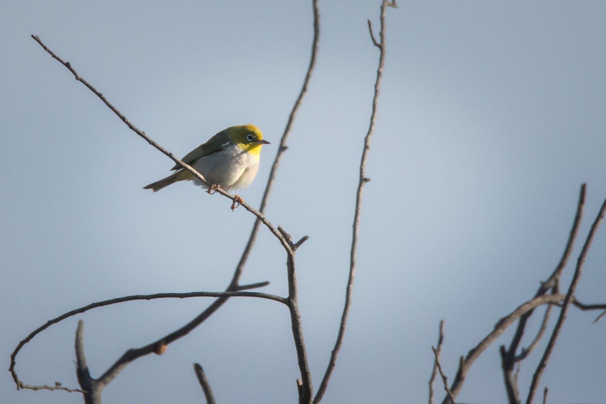 Silvereye - ML623473177