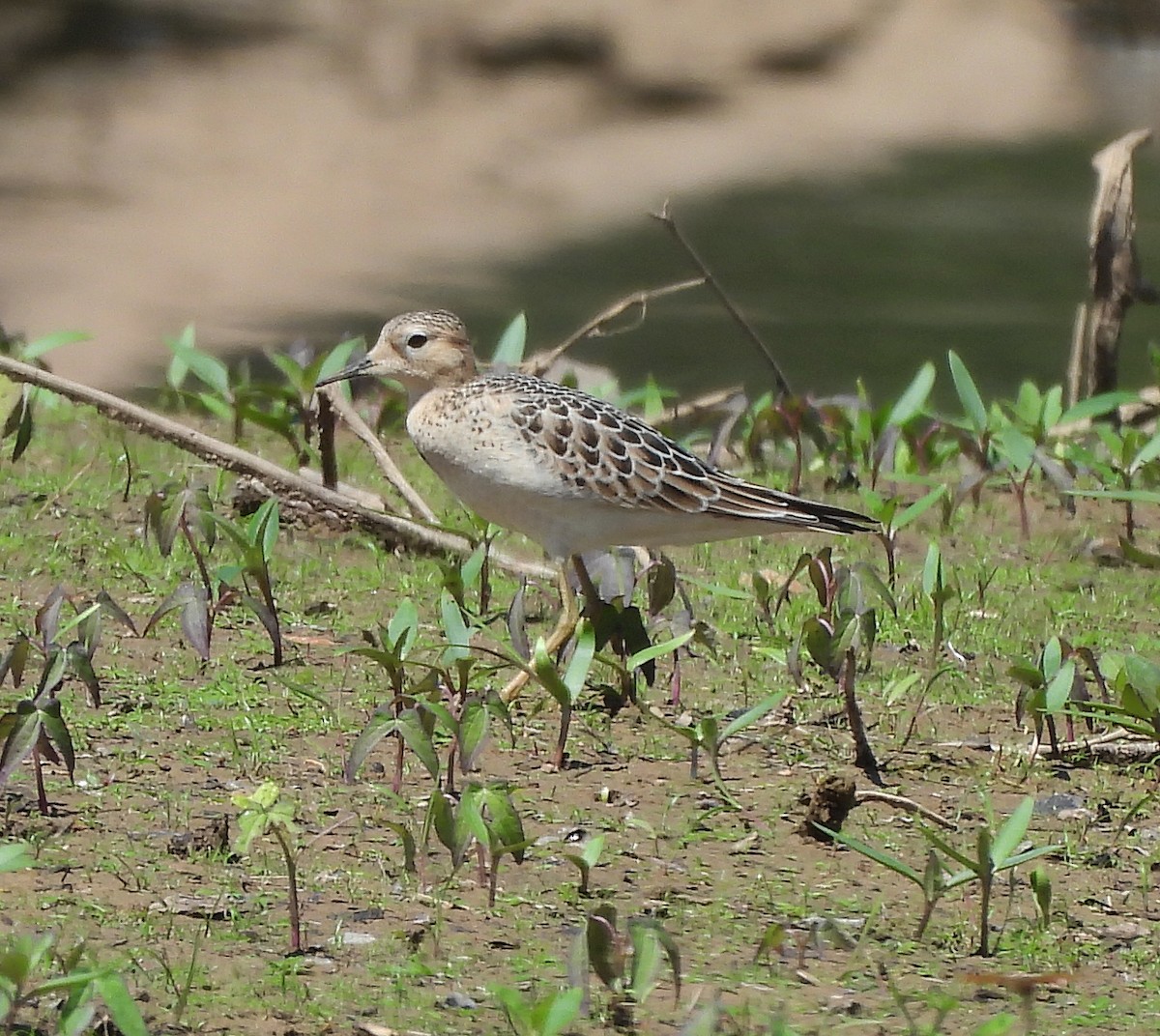 Buff-breasted Sandpiper - ML623473189