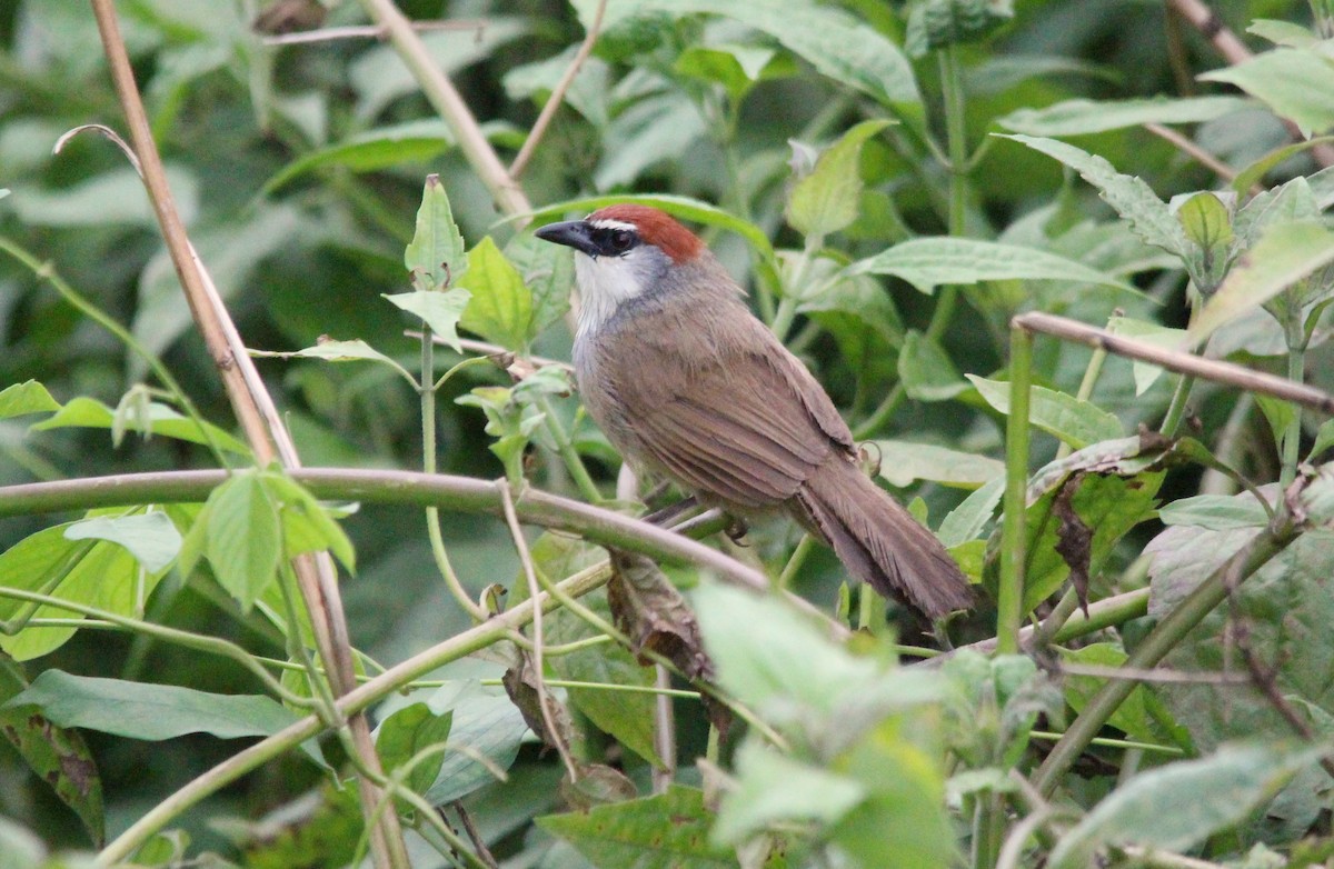 Chestnut-capped Babbler - ML623473202