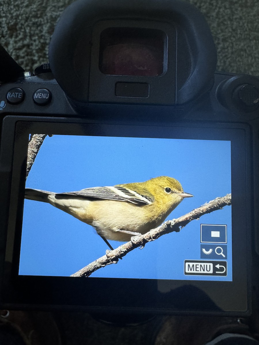 Bay-breasted Warbler - Chris Agee