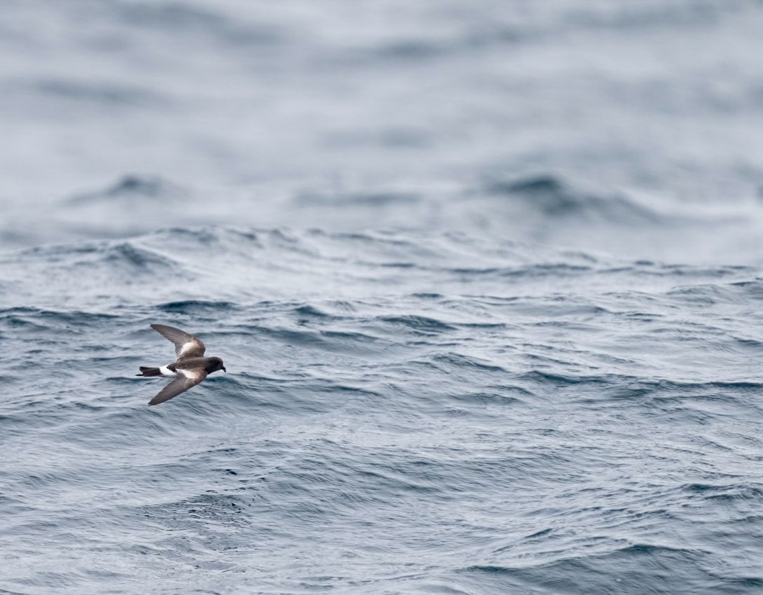 Pincoya Storm-Petrel - ML623473244