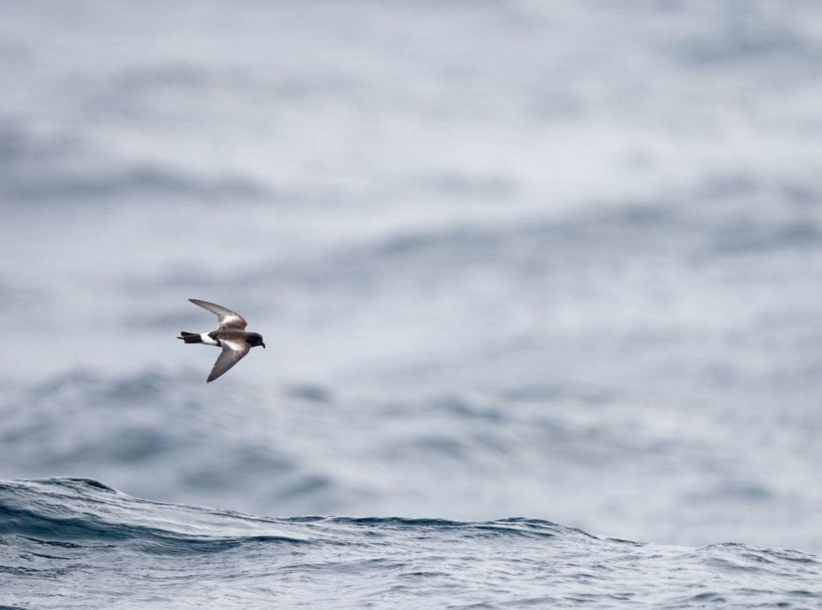 Pincoya Storm-Petrel - ML623473245