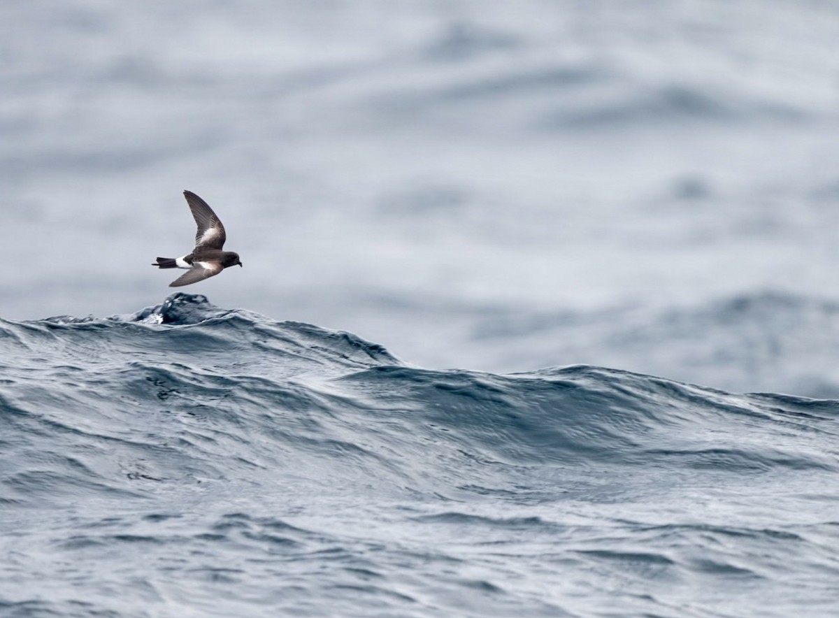 Pincoya Storm-Petrel - ML623473246