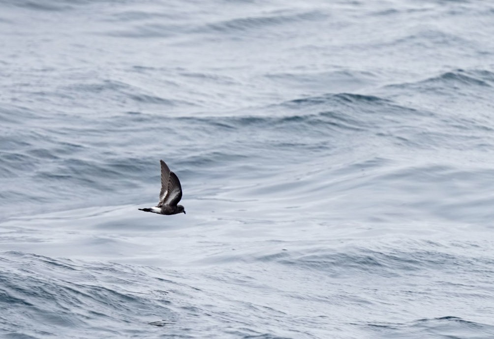 Pincoya Storm-Petrel - ML623473306