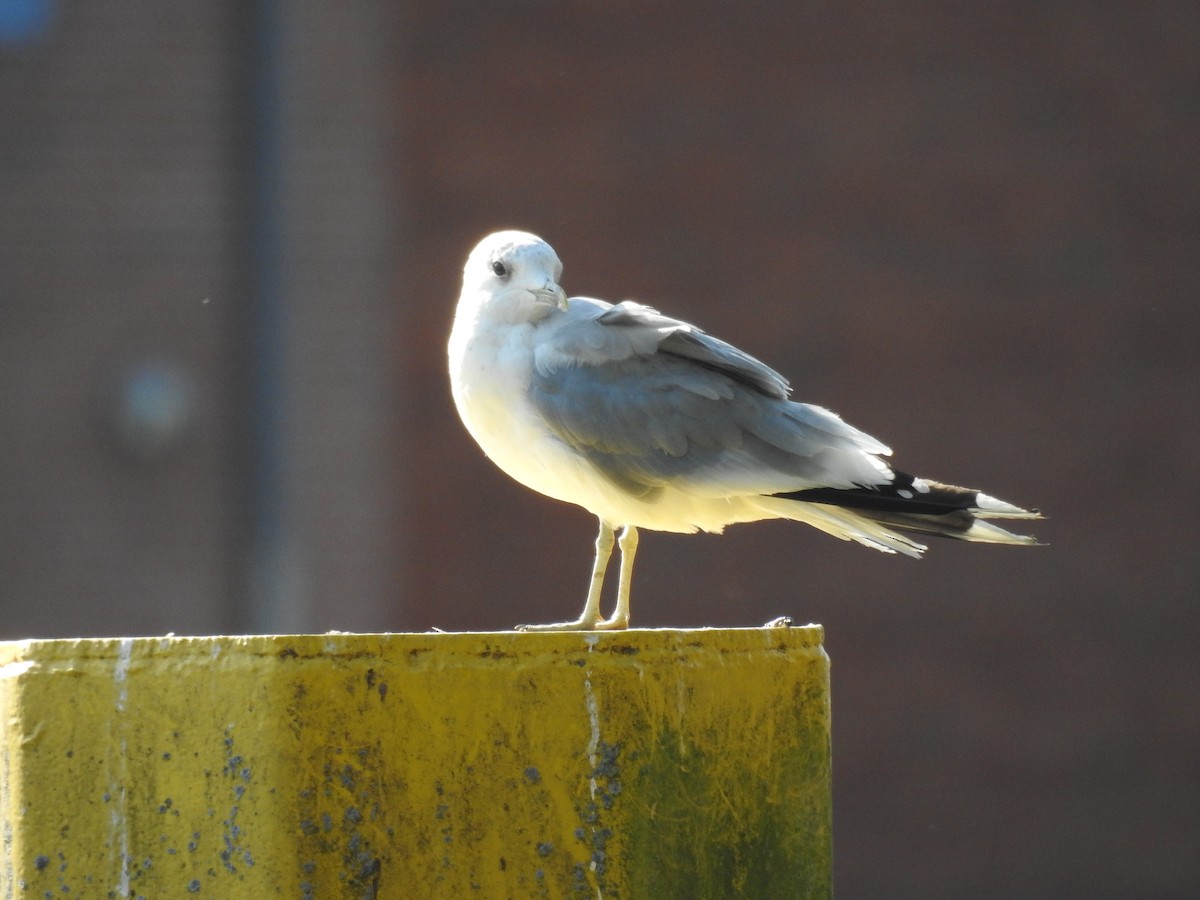 Common Gull - ML623473351