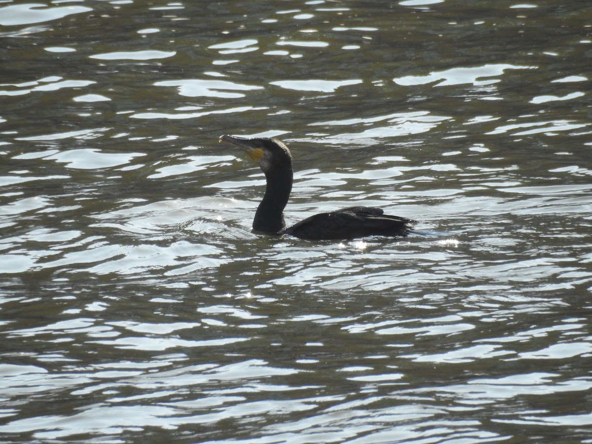 Great Cormorant - ML623473353