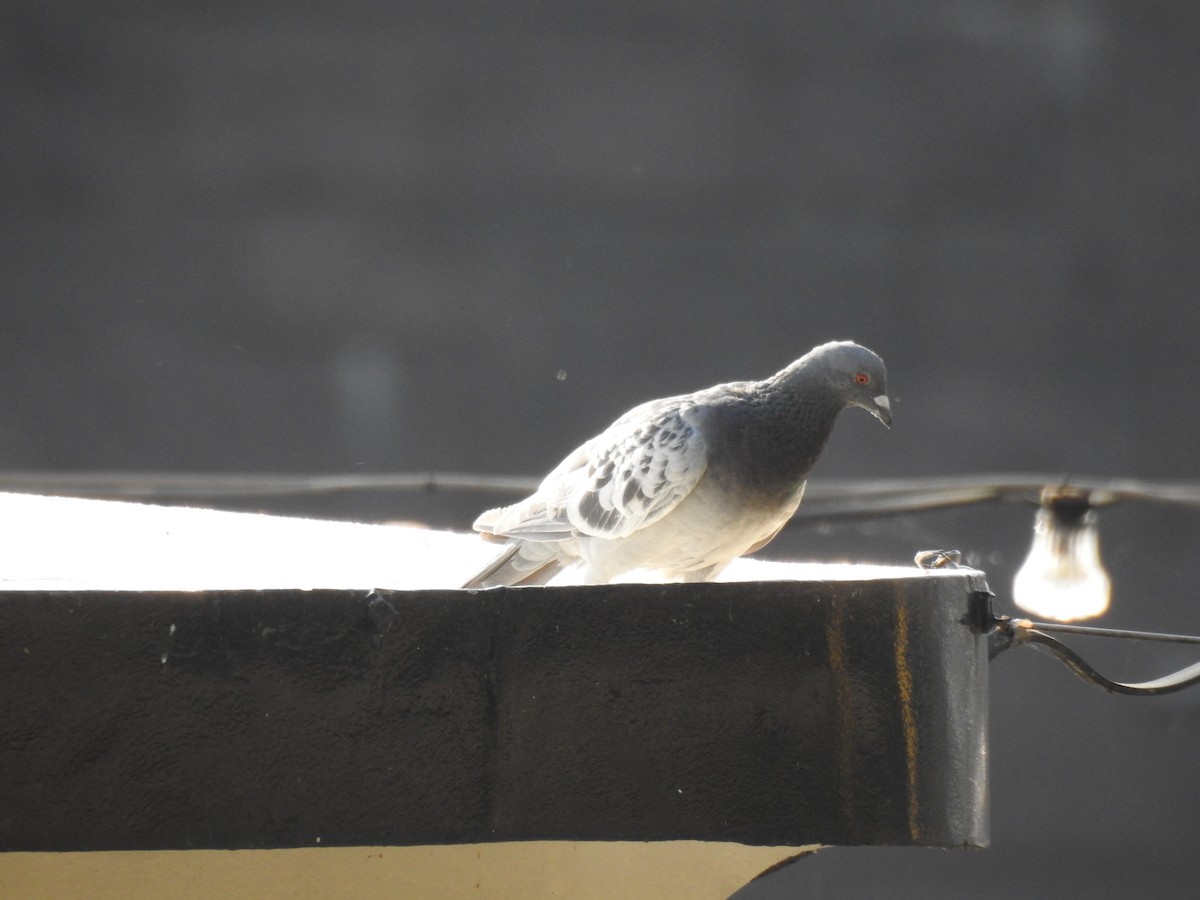 Rock Pigeon (Feral Pigeon) - ML623473362