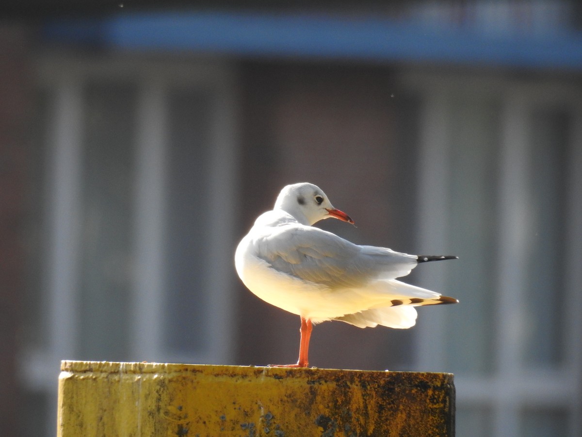 Black-headed Gull - ML623473363