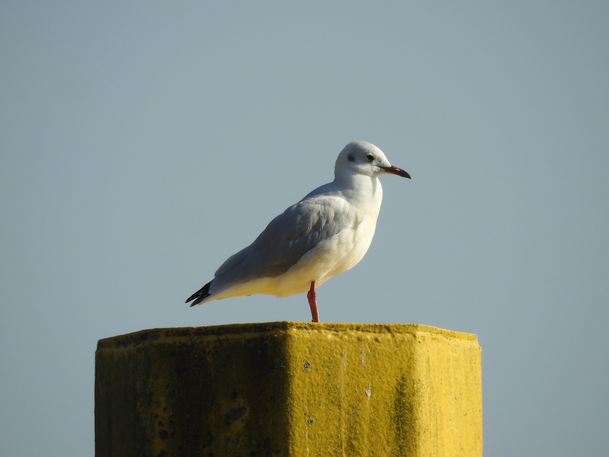 Black-headed Gull - ML623473365