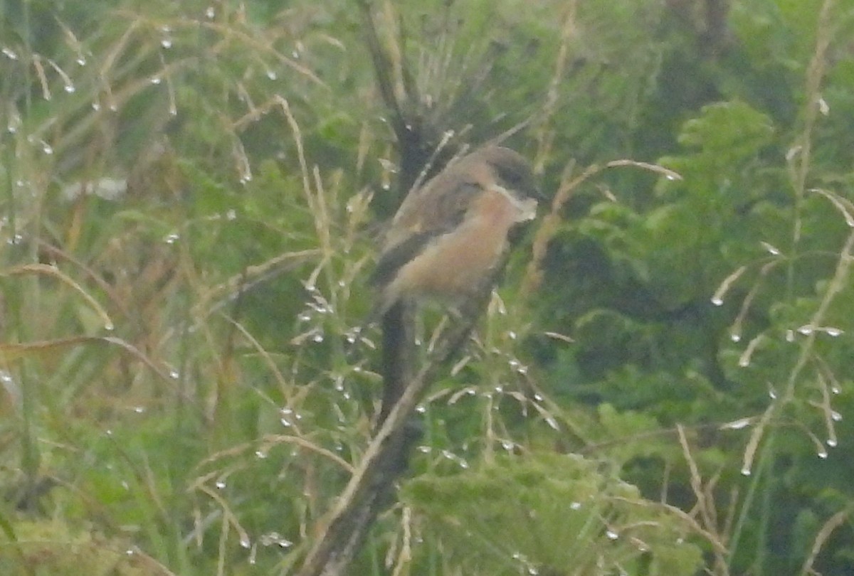 Amur Stonechat - ML623473367