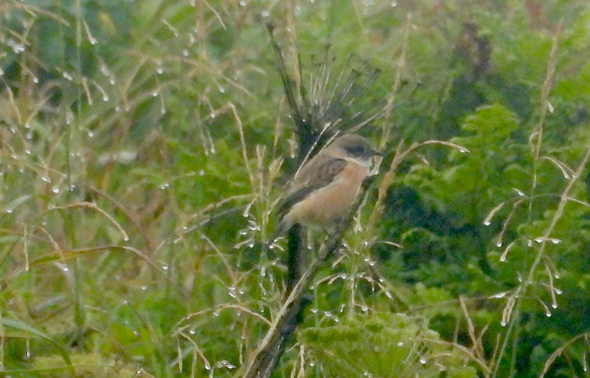 Amur Stonechat - ML623473369