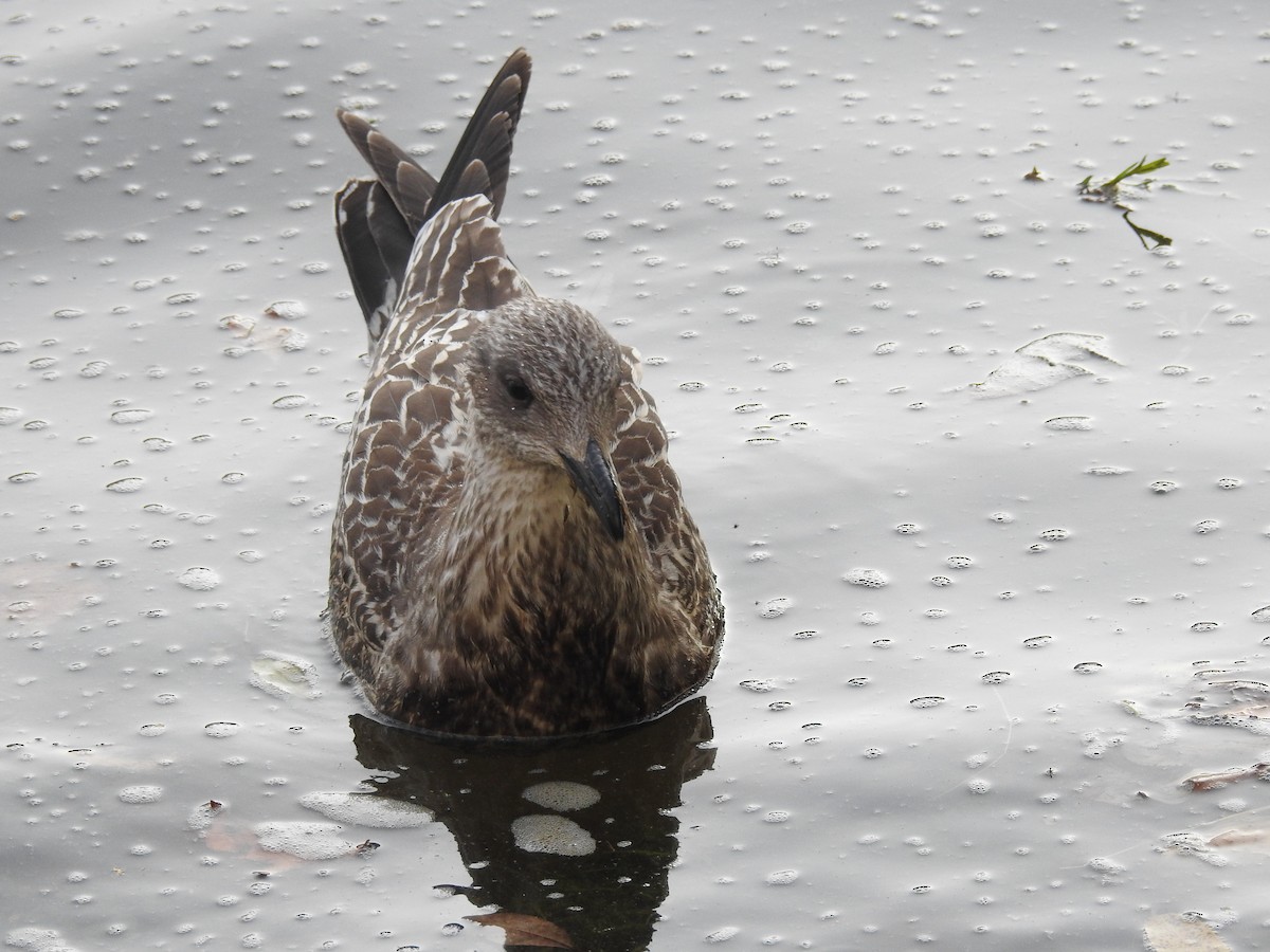 Herring Gull (European) - ML623473391