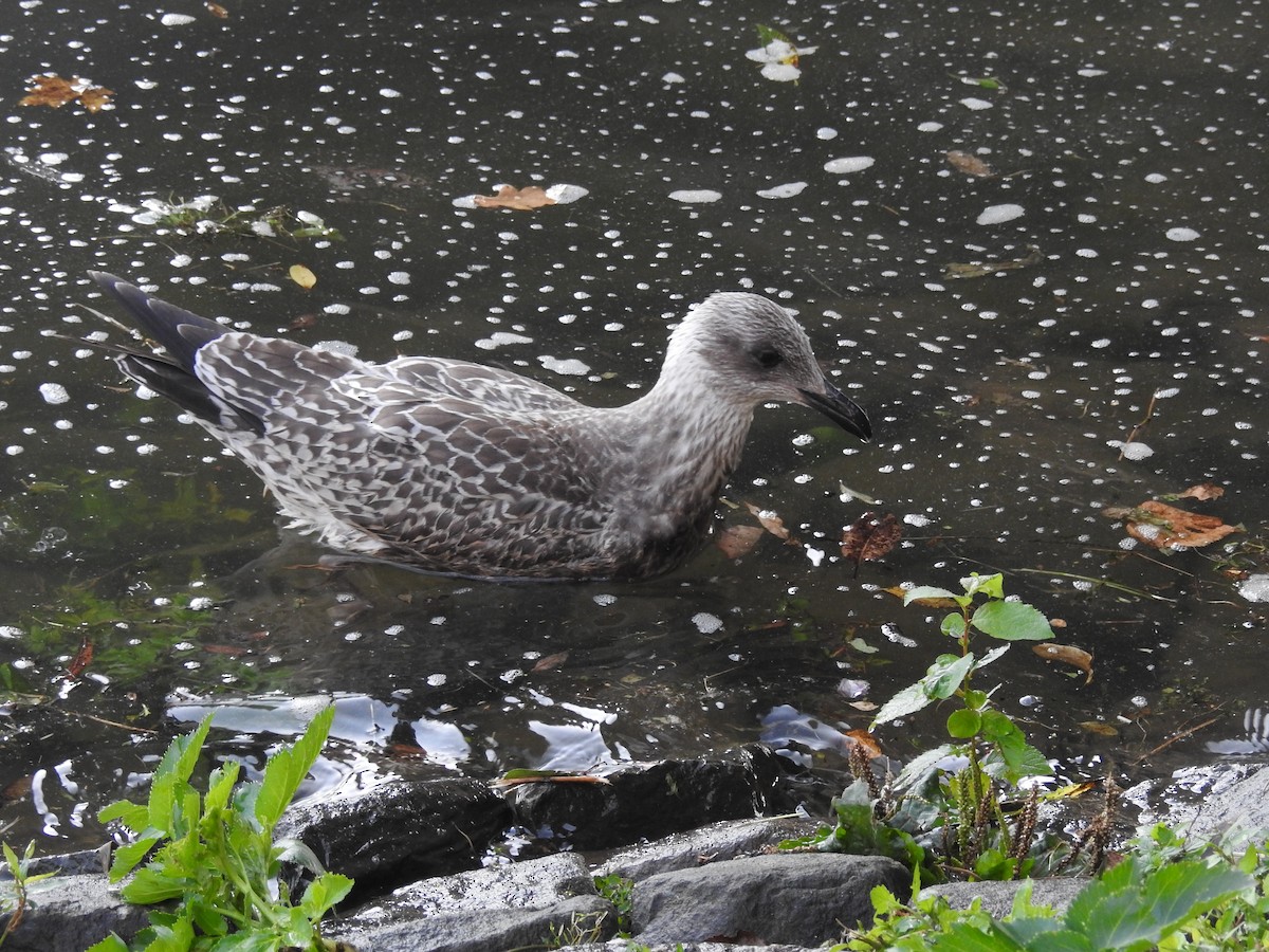 セグロカモメ（argentatus／argenteus） - ML623473393