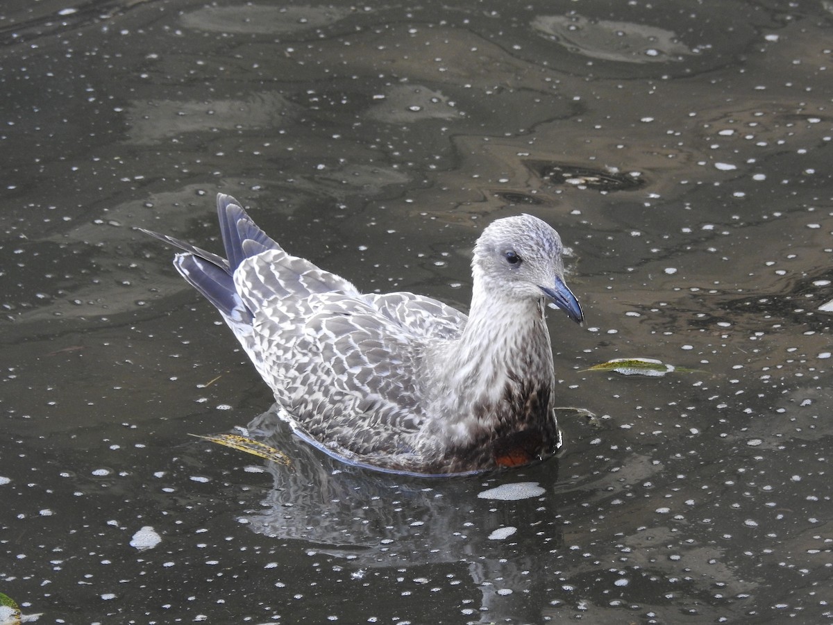 セグロカモメ（argentatus／argenteus） - ML623473396