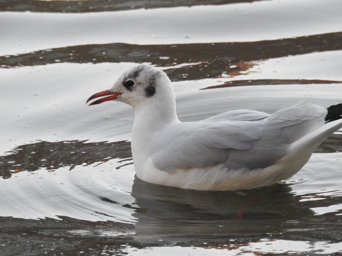 Black-headed Gull - ML623473402