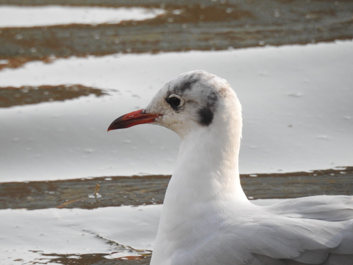 Black-headed Gull - ML623473407