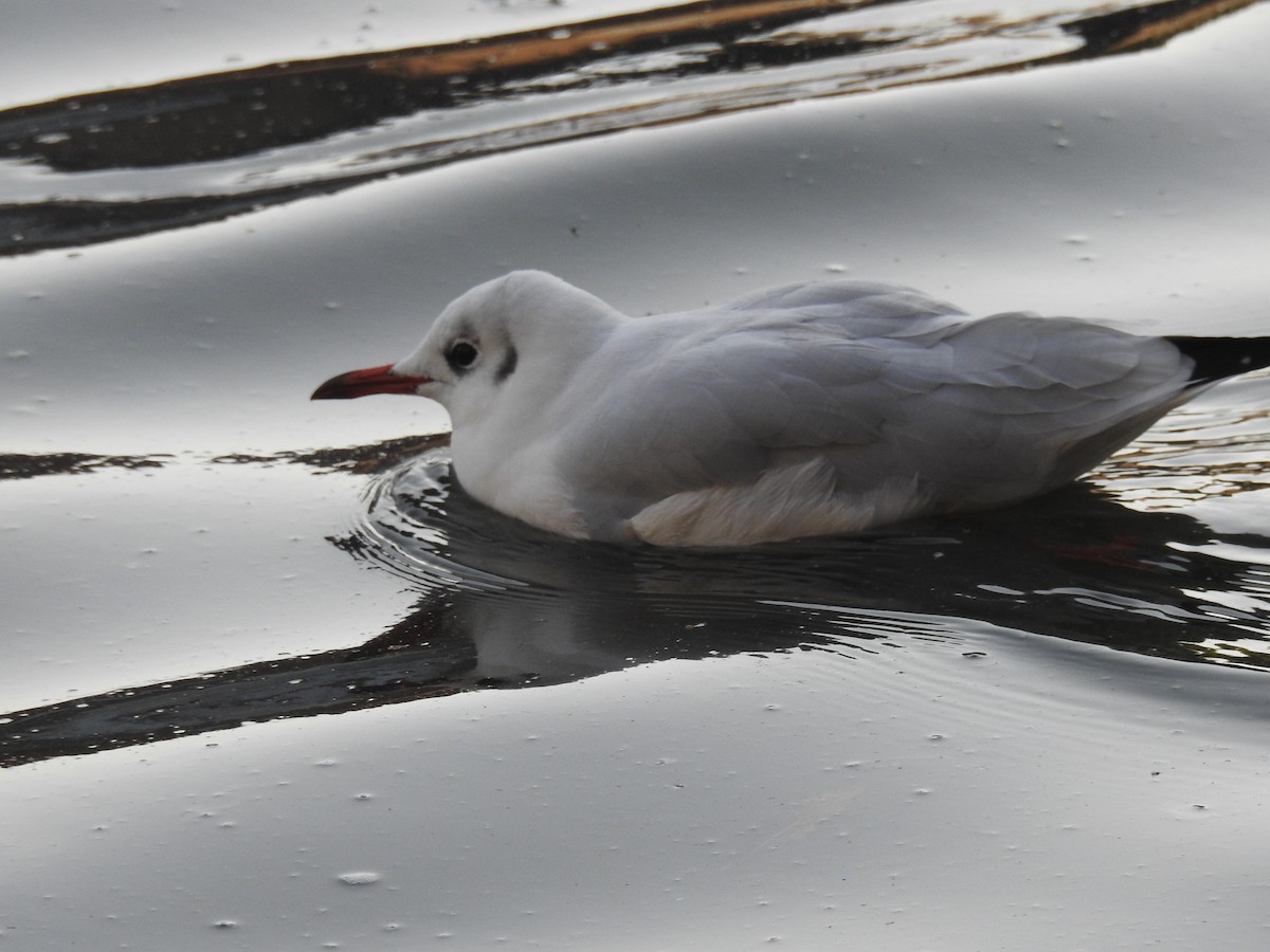 Black-headed Gull - ML623473408