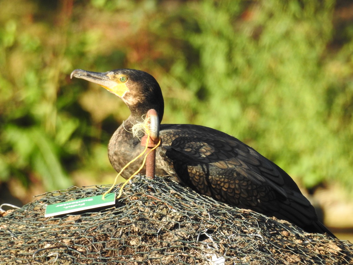 Great Cormorant - ML623473474