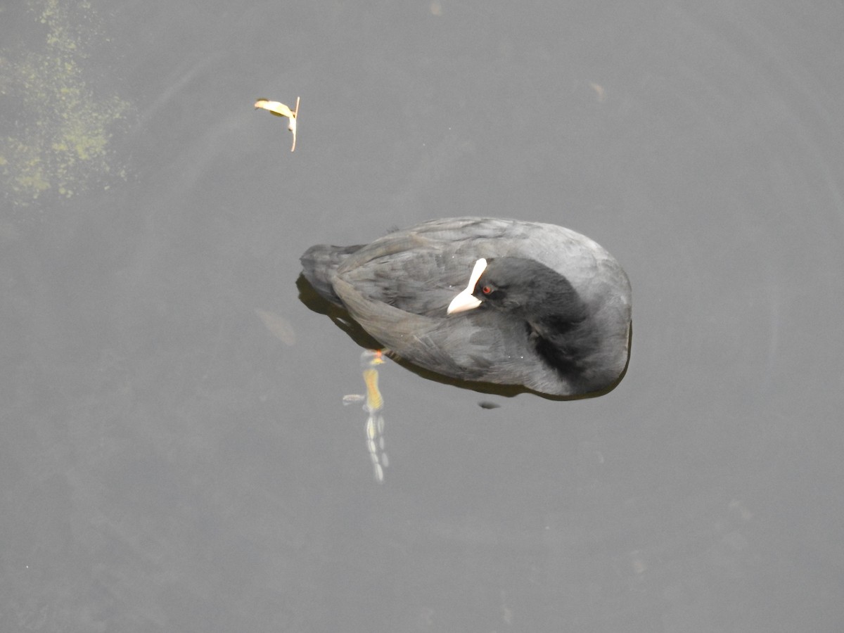 Eurasian Coot - ML623473481