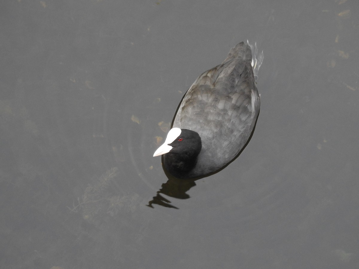 Eurasian Coot - ML623473482