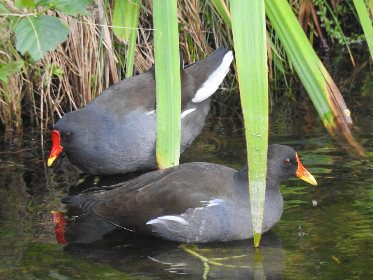 Eurasian Moorhen - ML623473485