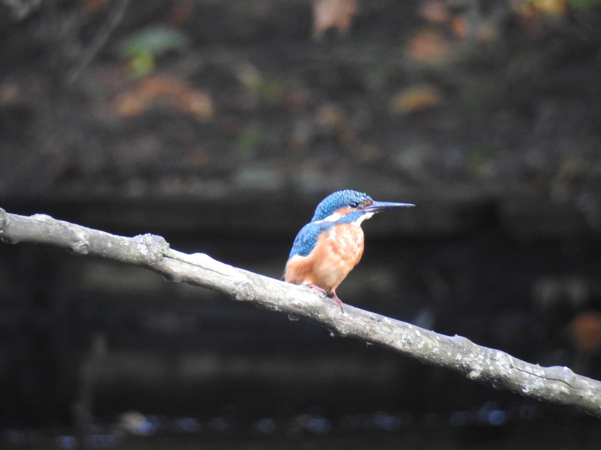 Common Kingfisher - ML623473500