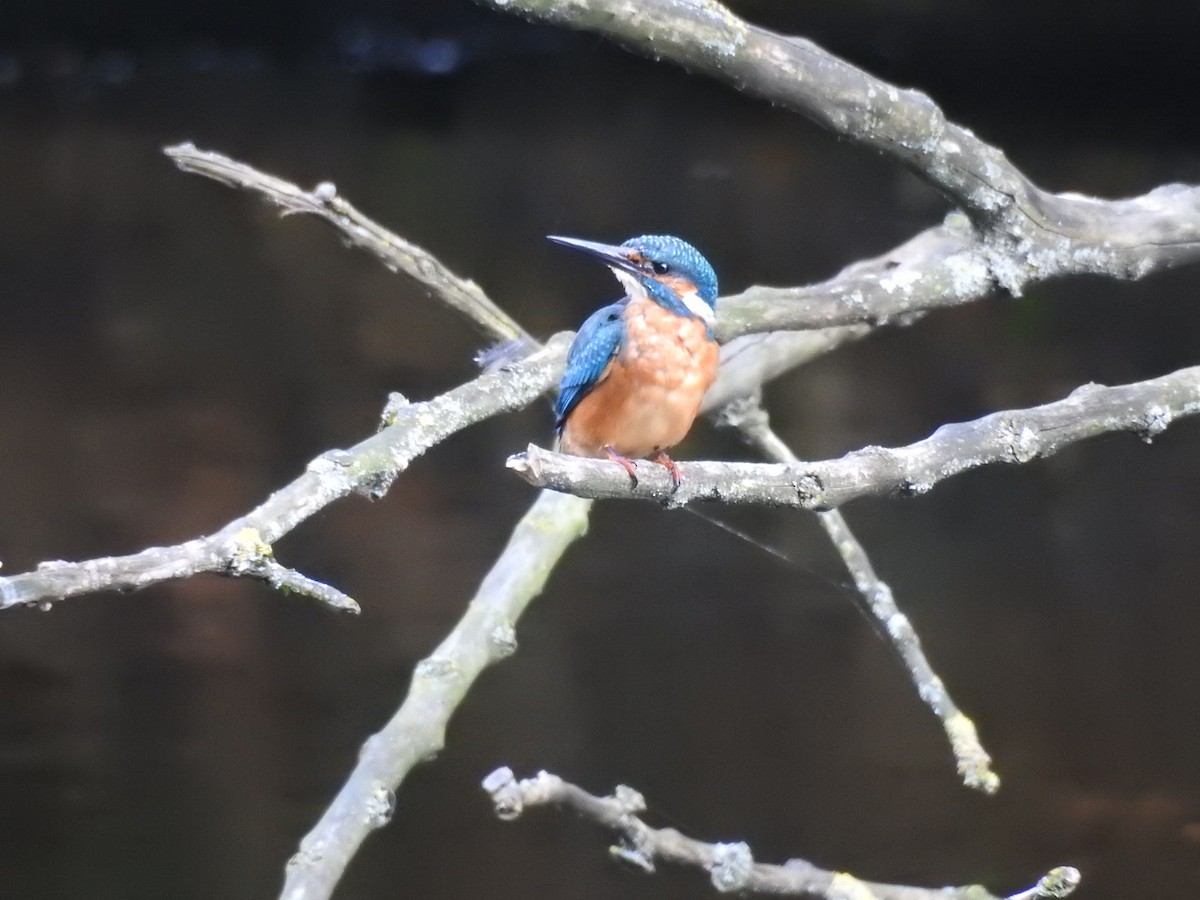 Common Kingfisher - ML623473501