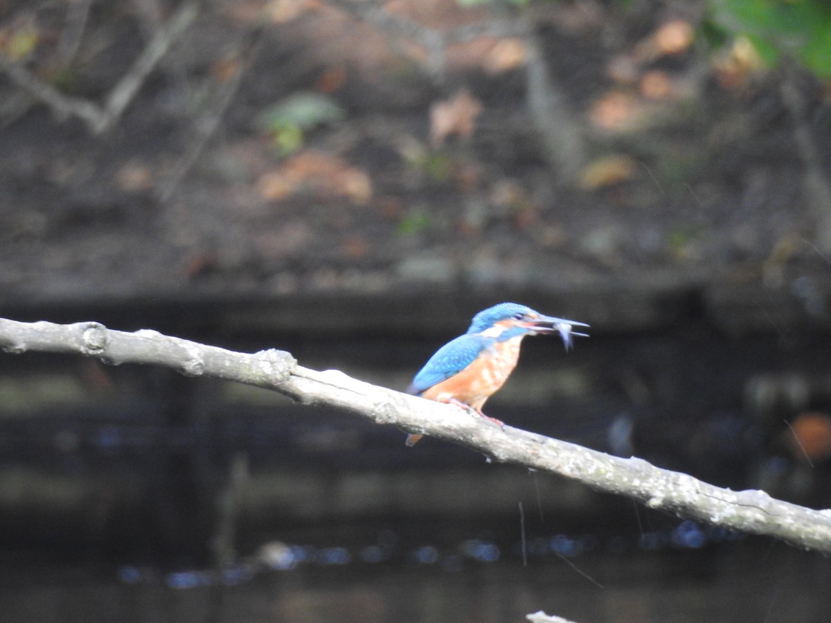 Common Kingfisher - ML623473502