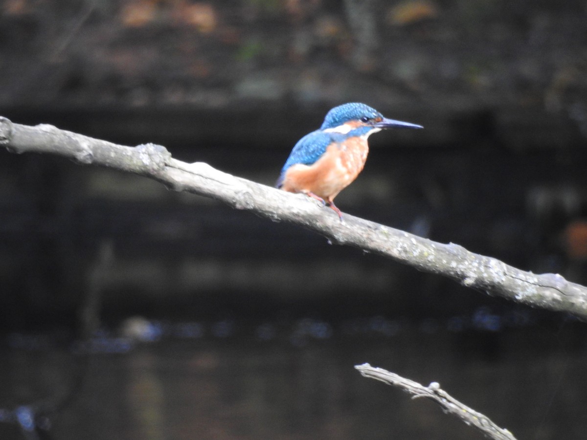 Common Kingfisher - ML623473503