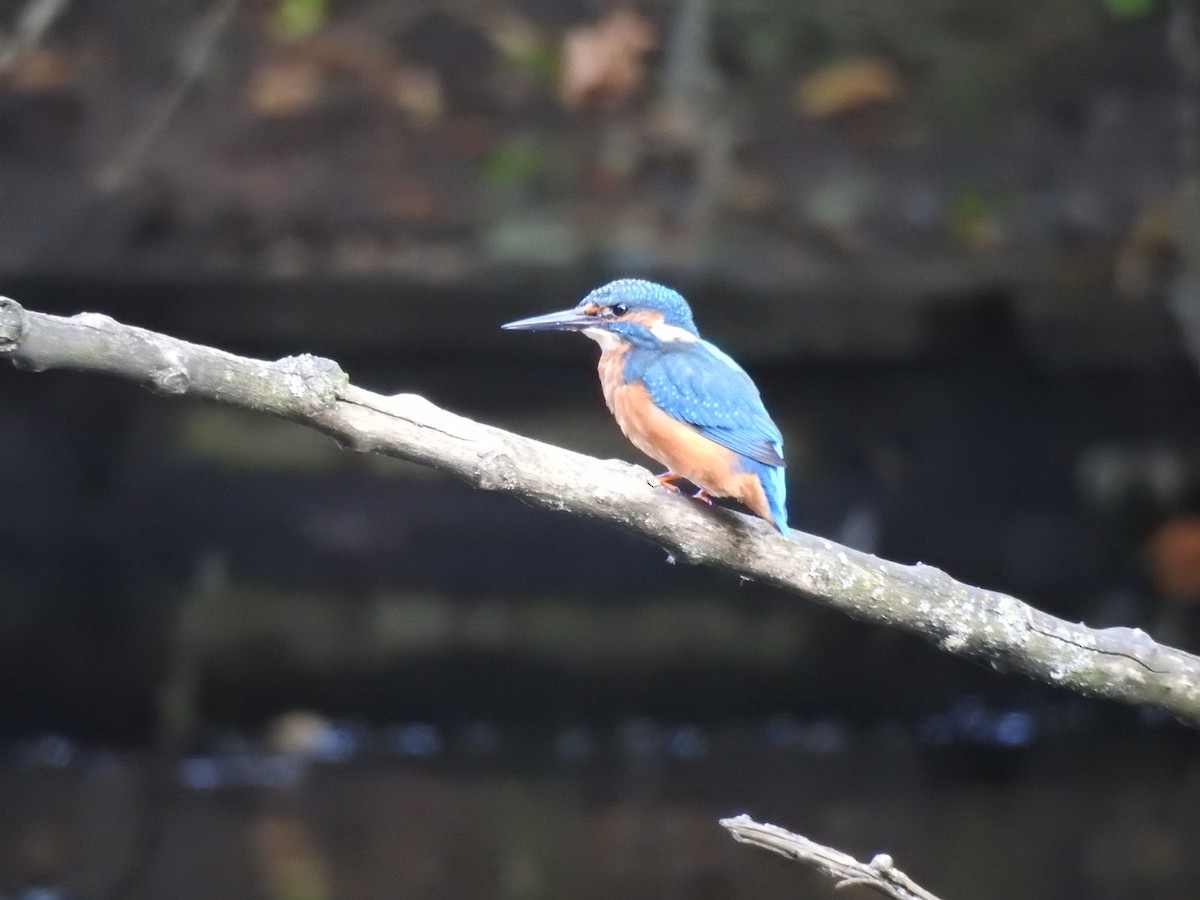 Common Kingfisher - ML623473504