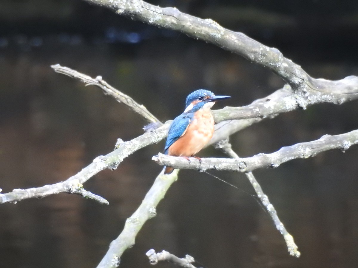 Common Kingfisher - ML623473505