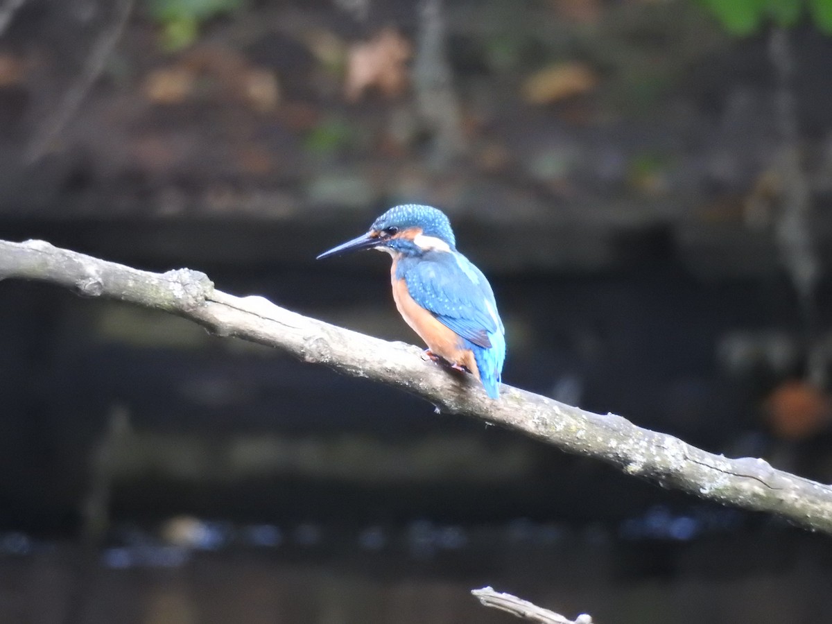 Common Kingfisher - ML623473506