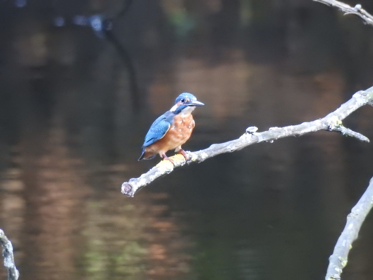 Common Kingfisher - ML623473507