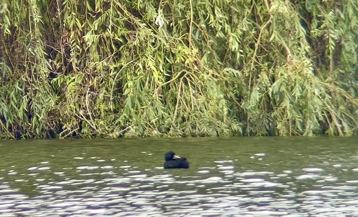 Common Scoter - ML623473560