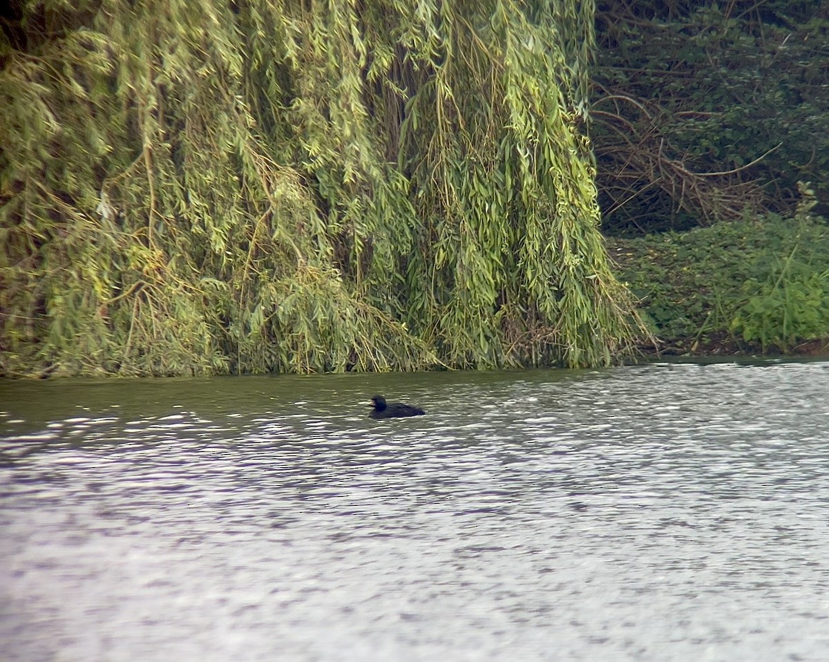 Common Scoter - ML623473561