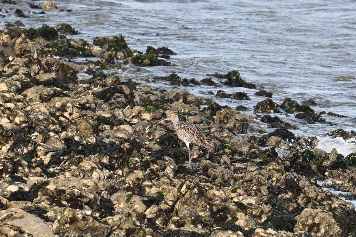 Eurasian Curlew - ML623473562