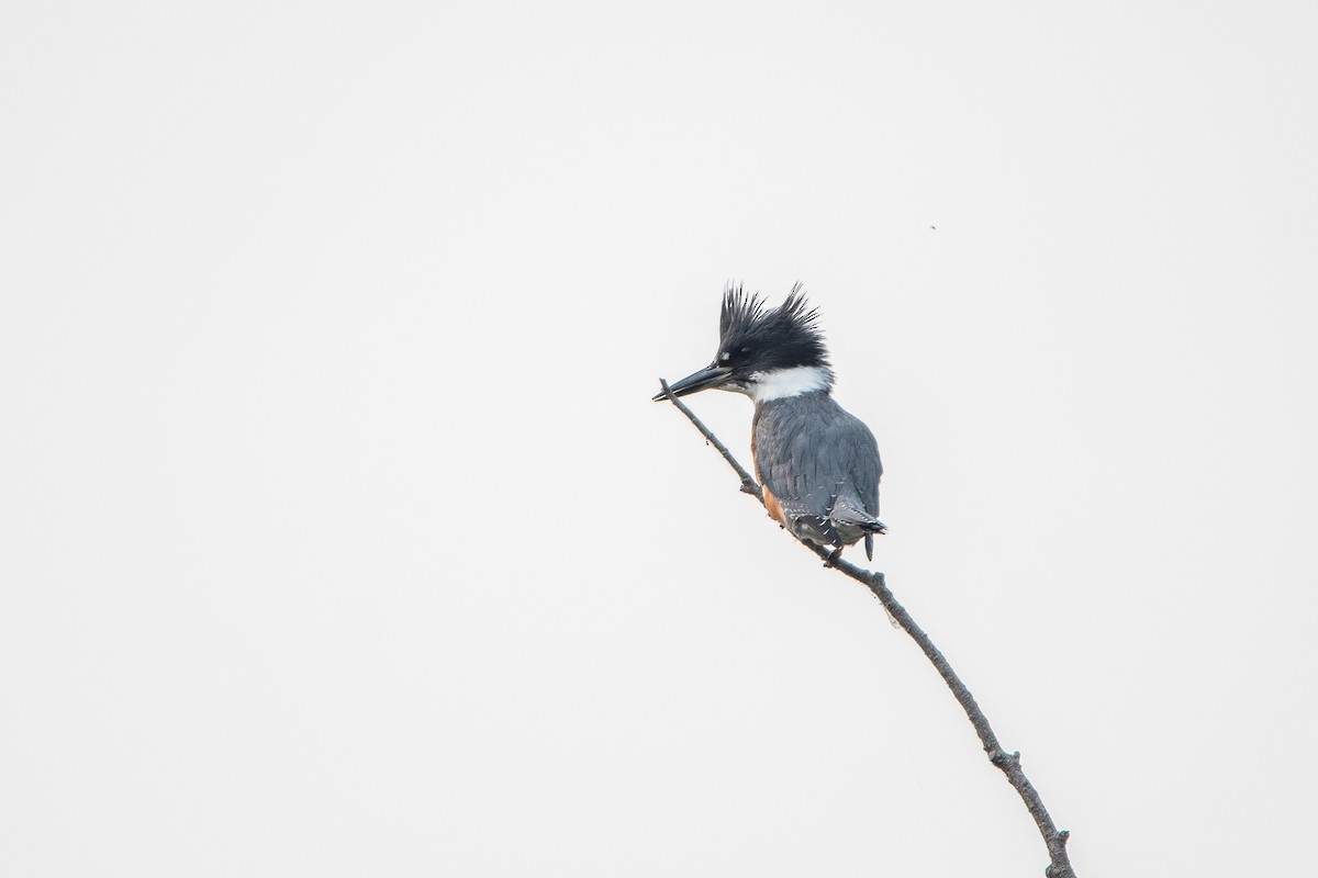 Belted Kingfisher - ML623473610