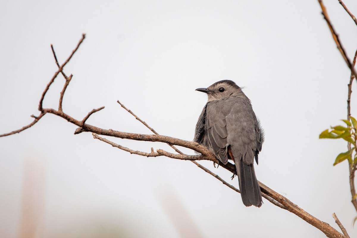 Gray Catbird - ML623473618