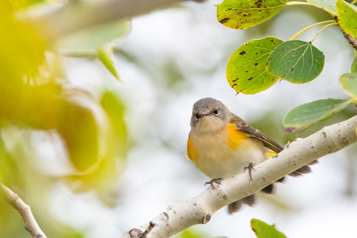 American Redstart - ML623473644