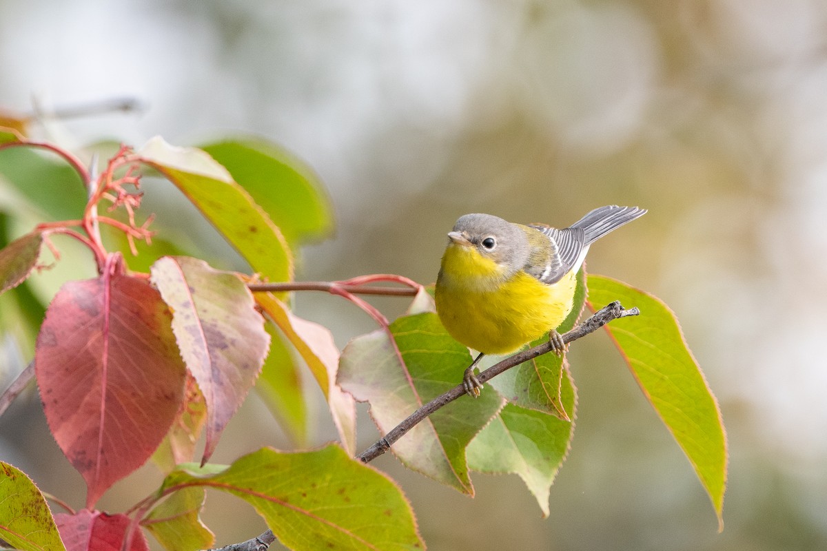 Magnolia Warbler - Kirstyn Eckhardt